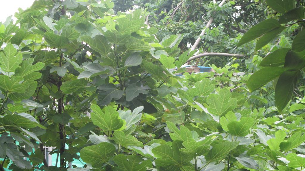 باتومي Suliko Guest House المظهر الخارجي الصورة