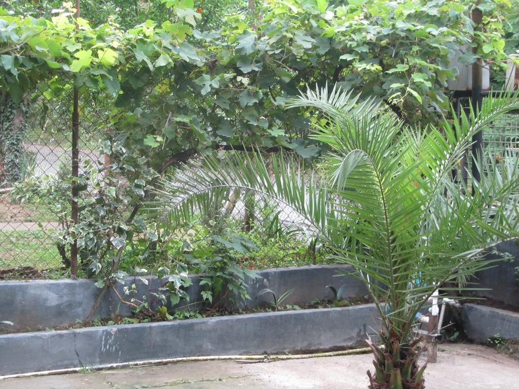 باتومي Suliko Guest House المظهر الخارجي الصورة